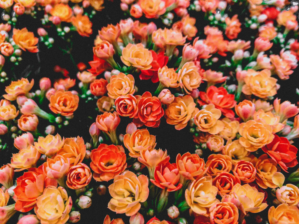 Colorful Flowers Wallpapers