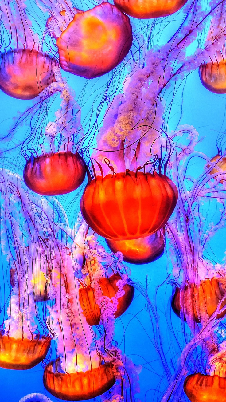 Colorful Jellyfish Wallpapers