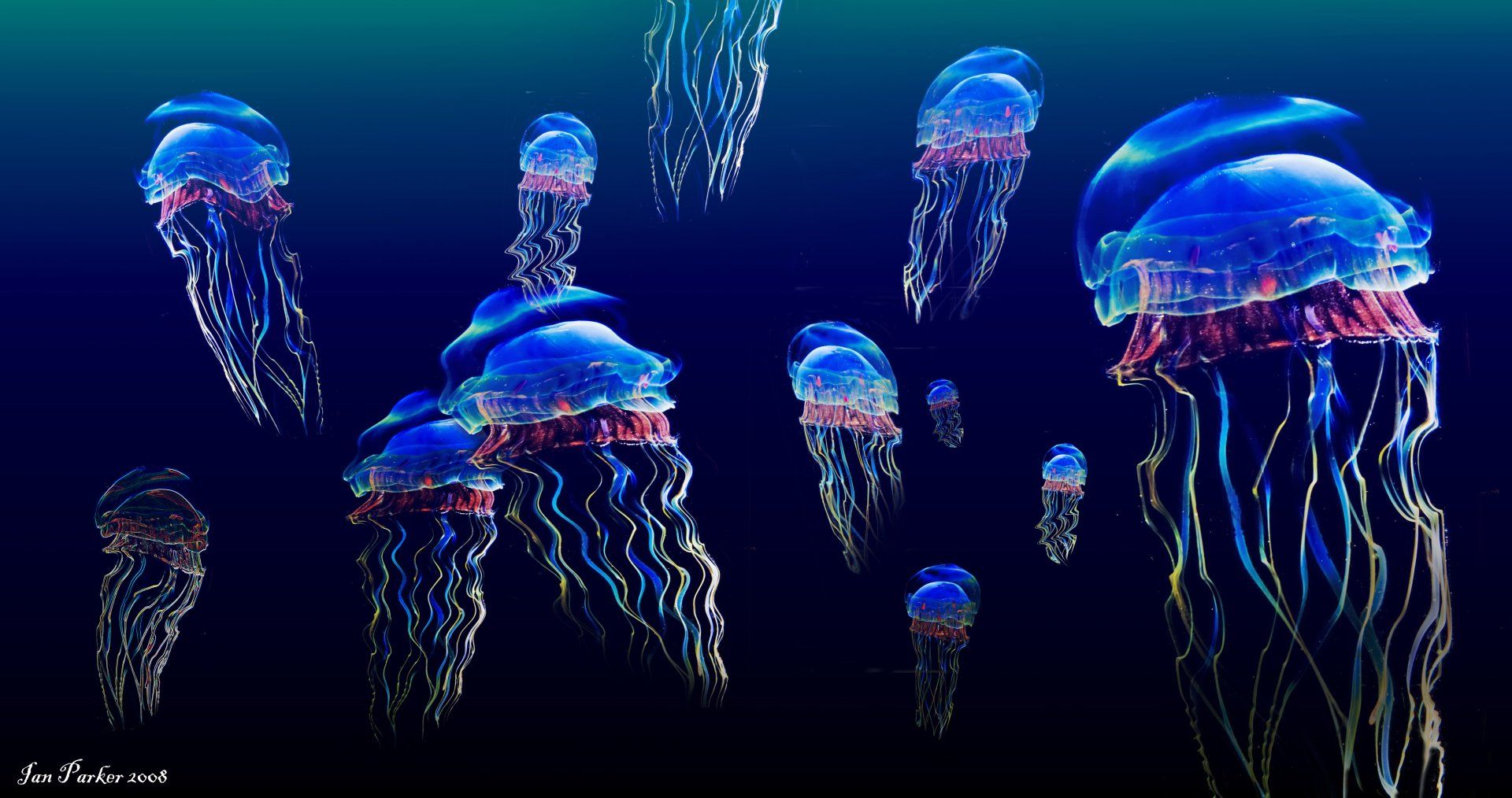 Colorful Jellyfish Wallpapers