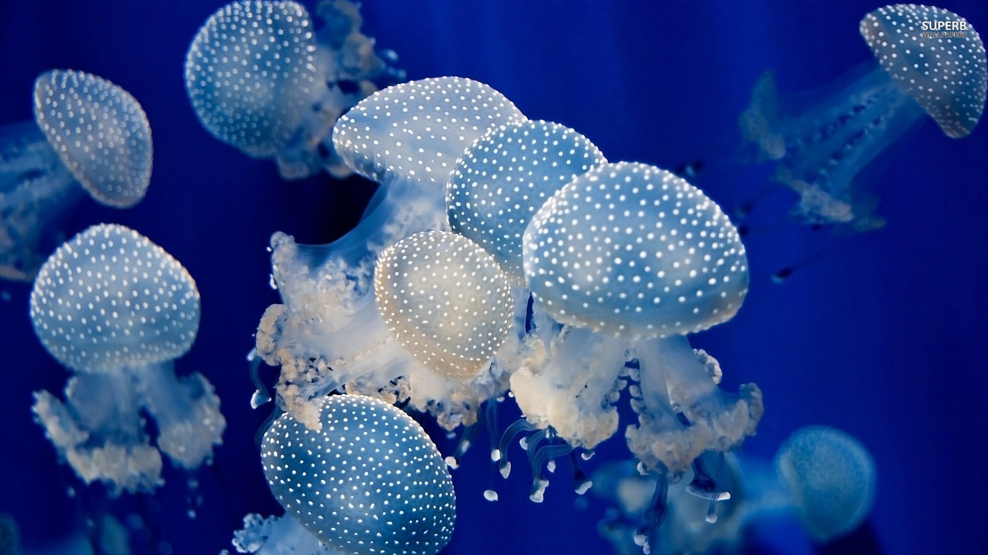 Colorful Jellyfish Wallpapers