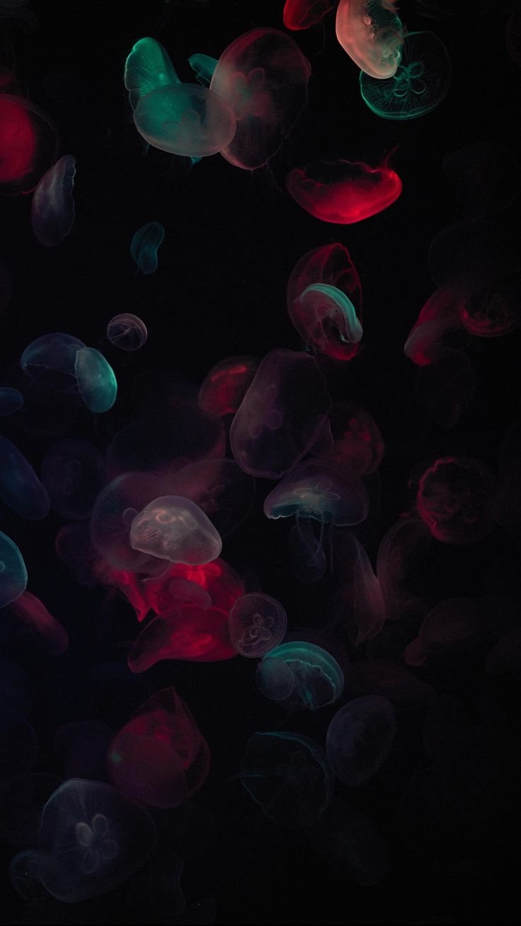 Colorful Jellyfish Wallpapers