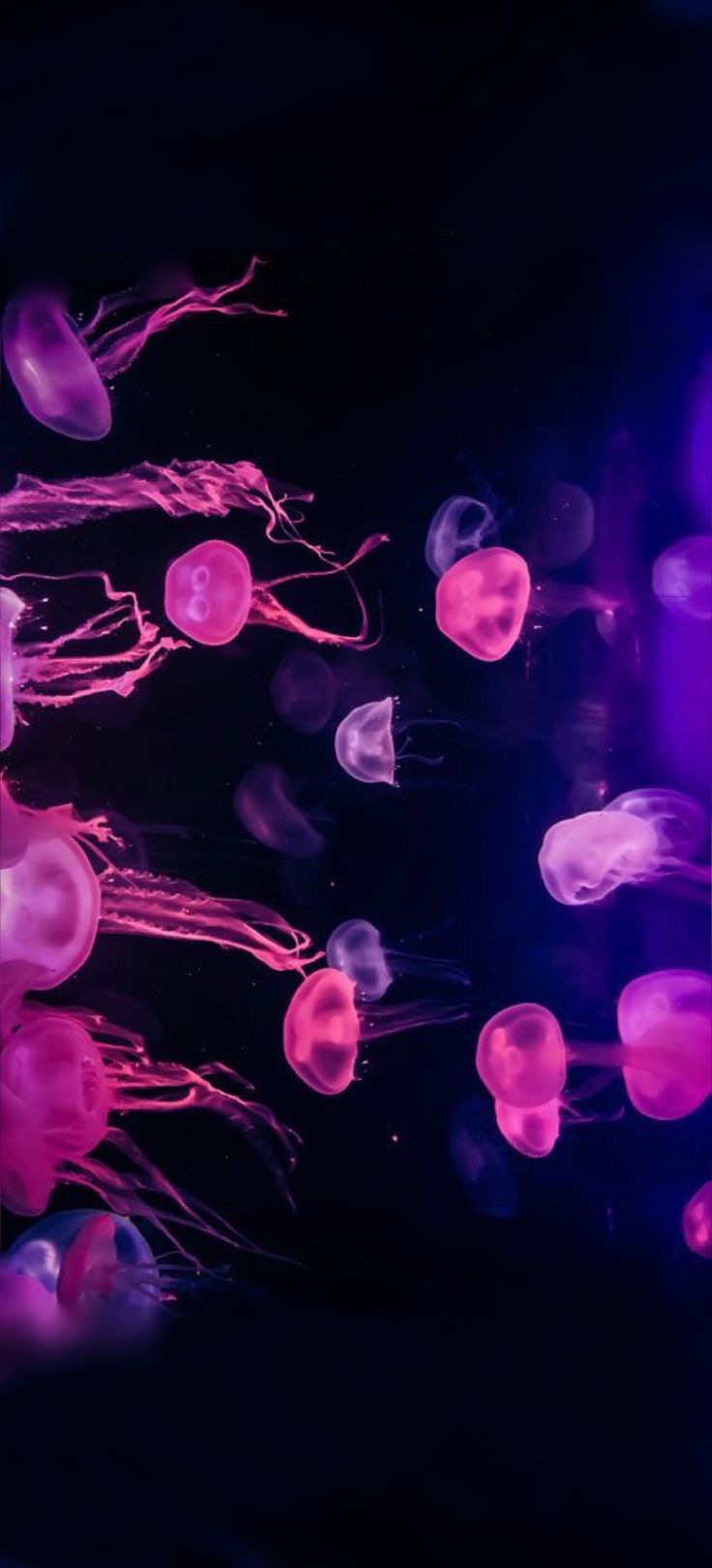 Colorful Jellyfish Wallpapers