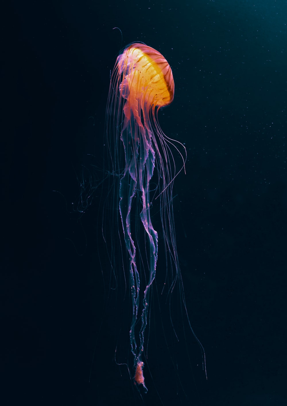 Colorful Jellyfish Wallpapers