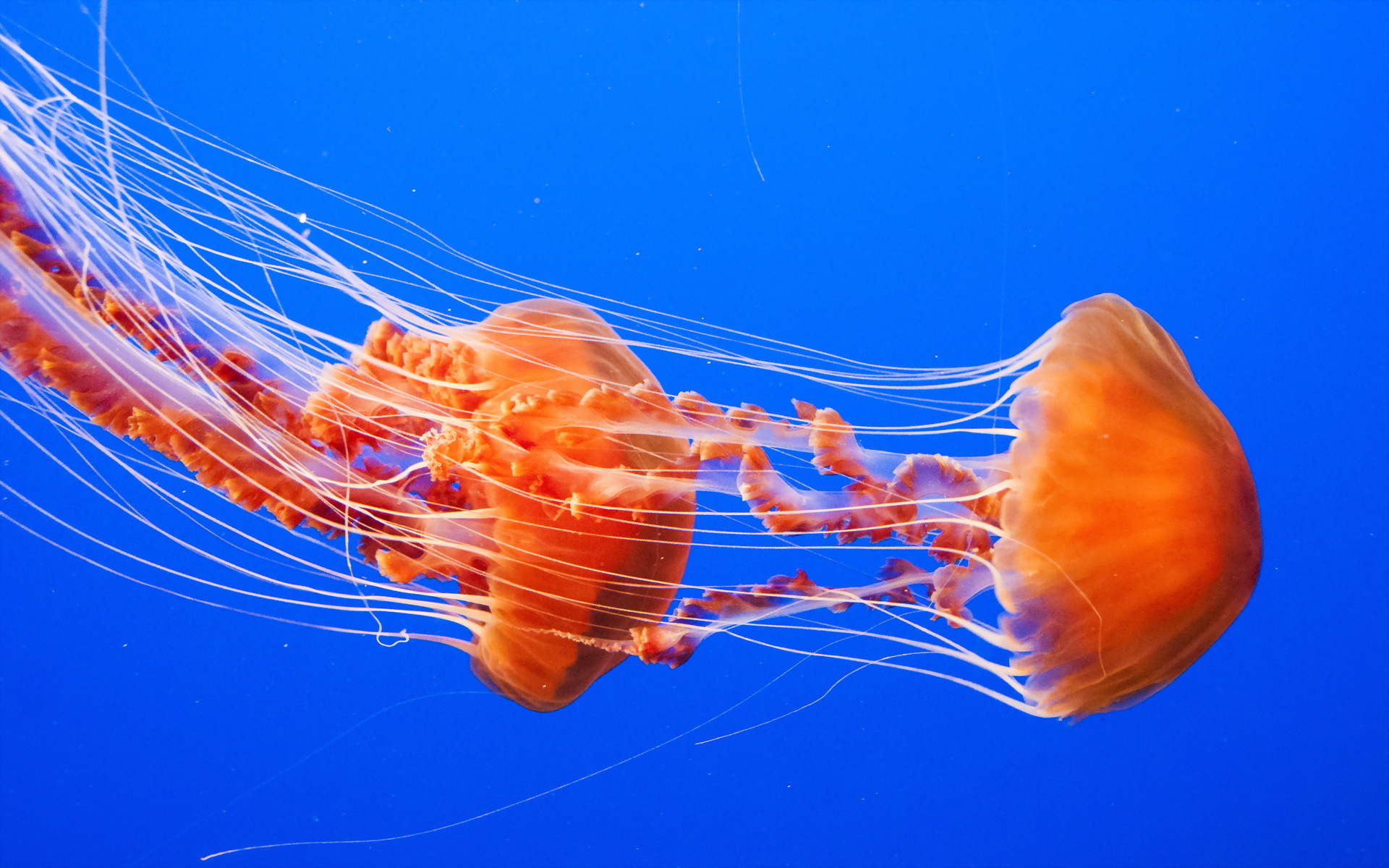 Colorful Jellyfish Wallpapers