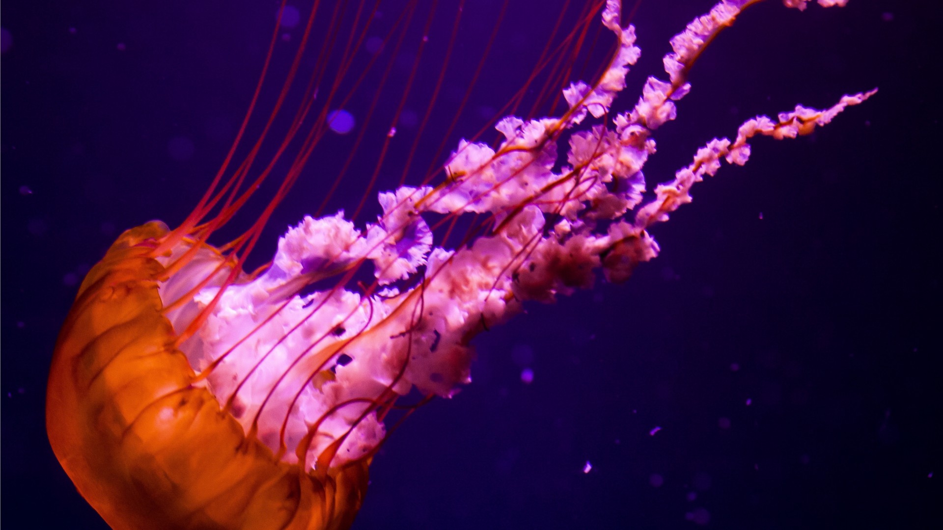 Colorful Jellyfish Wallpapers