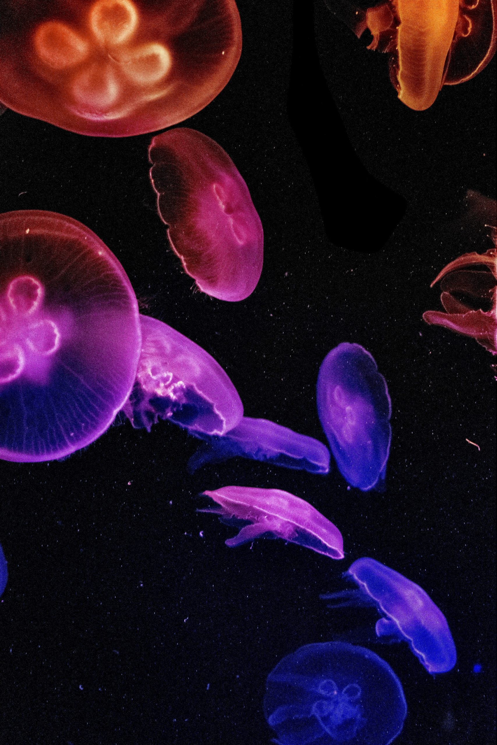 Colorful Jellyfish Wallpapers