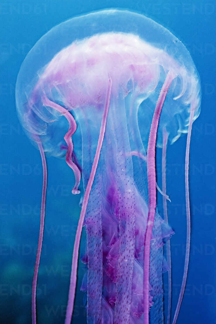 Colorful Jellyfish Wallpapers