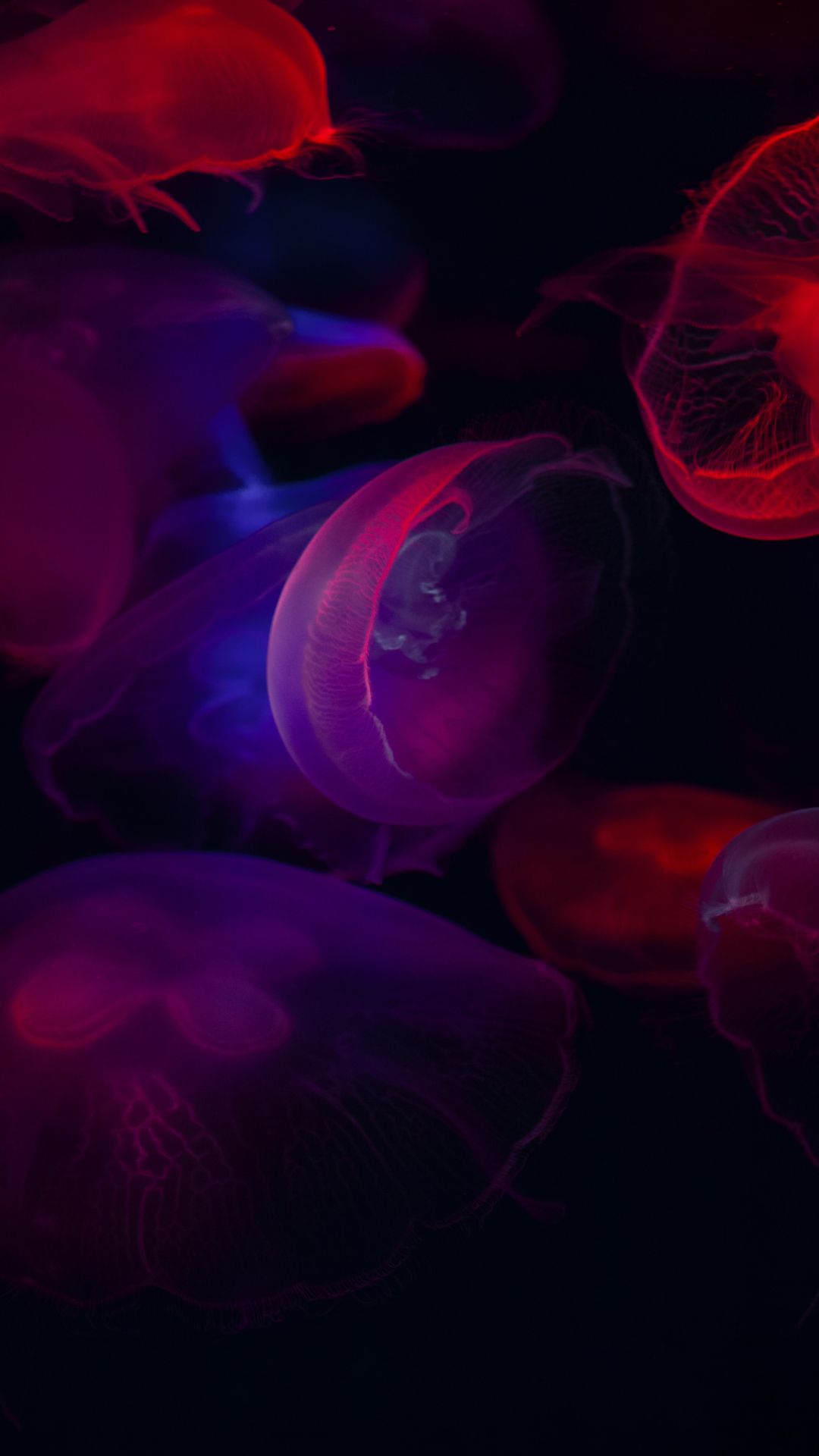 Colorful Jellyfish Wallpapers