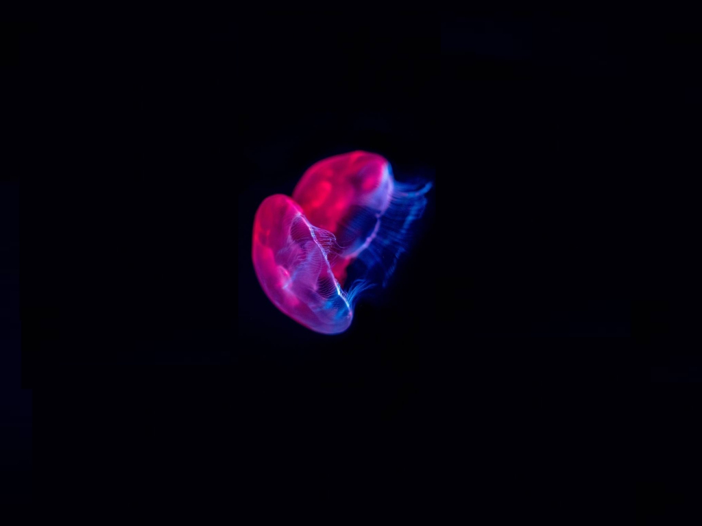 Colorful Jellyfish Wallpapers