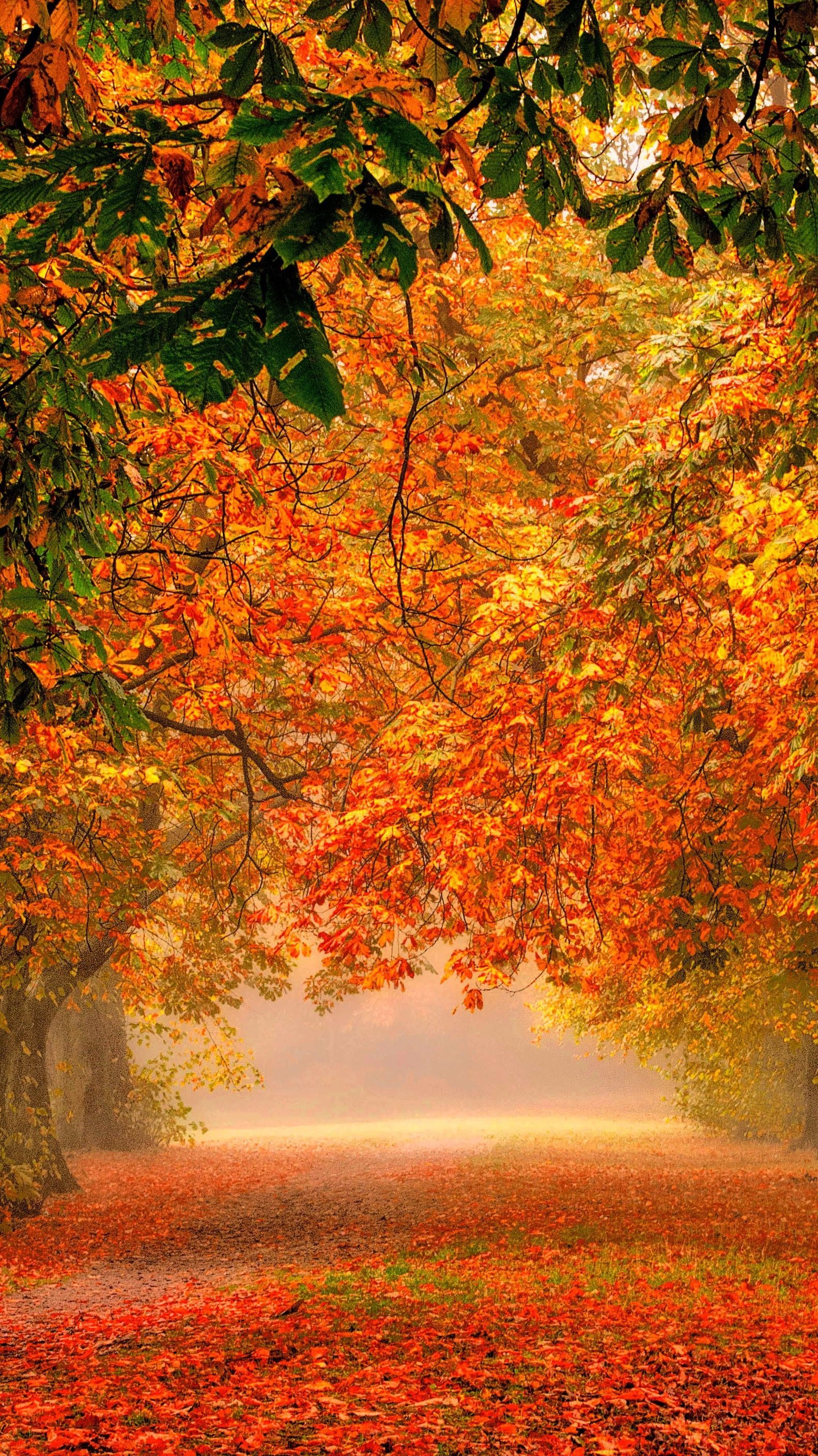 Colorful Landscape Forest Fall Wallpapers