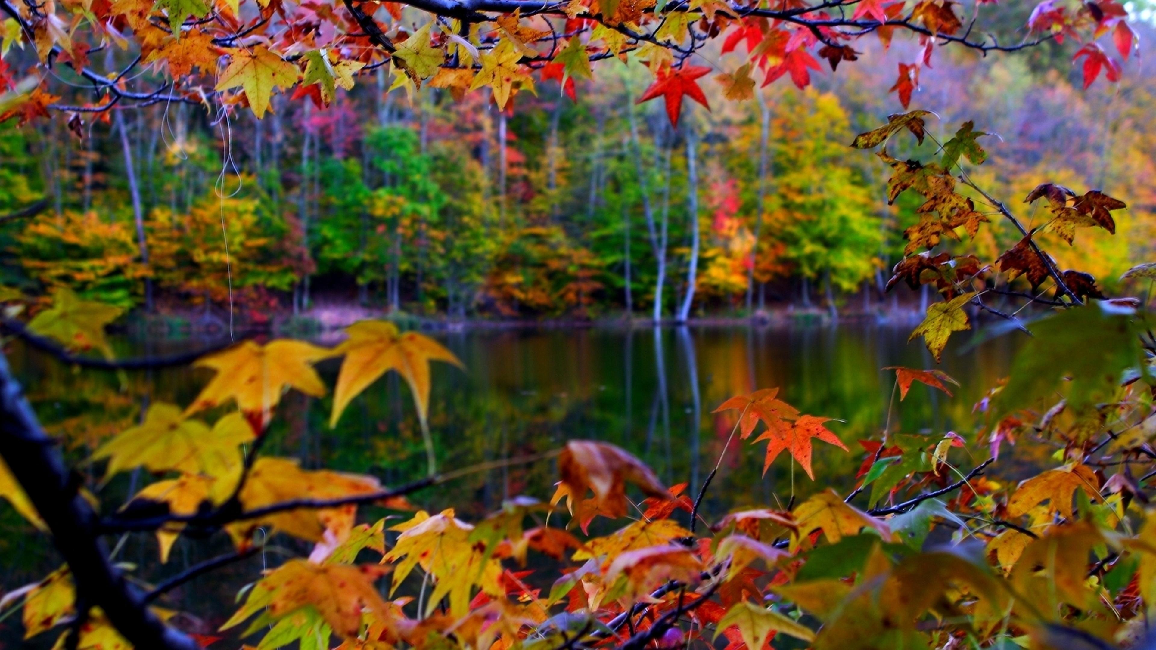 Colorful Landscape Forest Fall Wallpapers