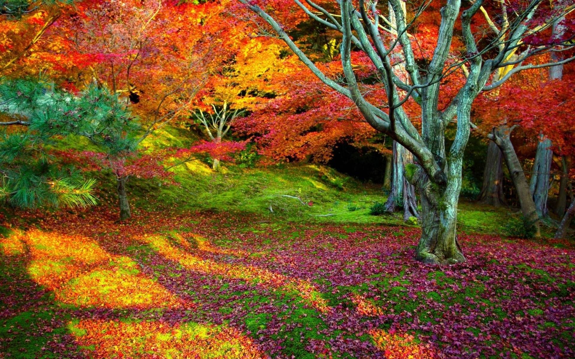 Colorful Nature Landscape Wallpapers