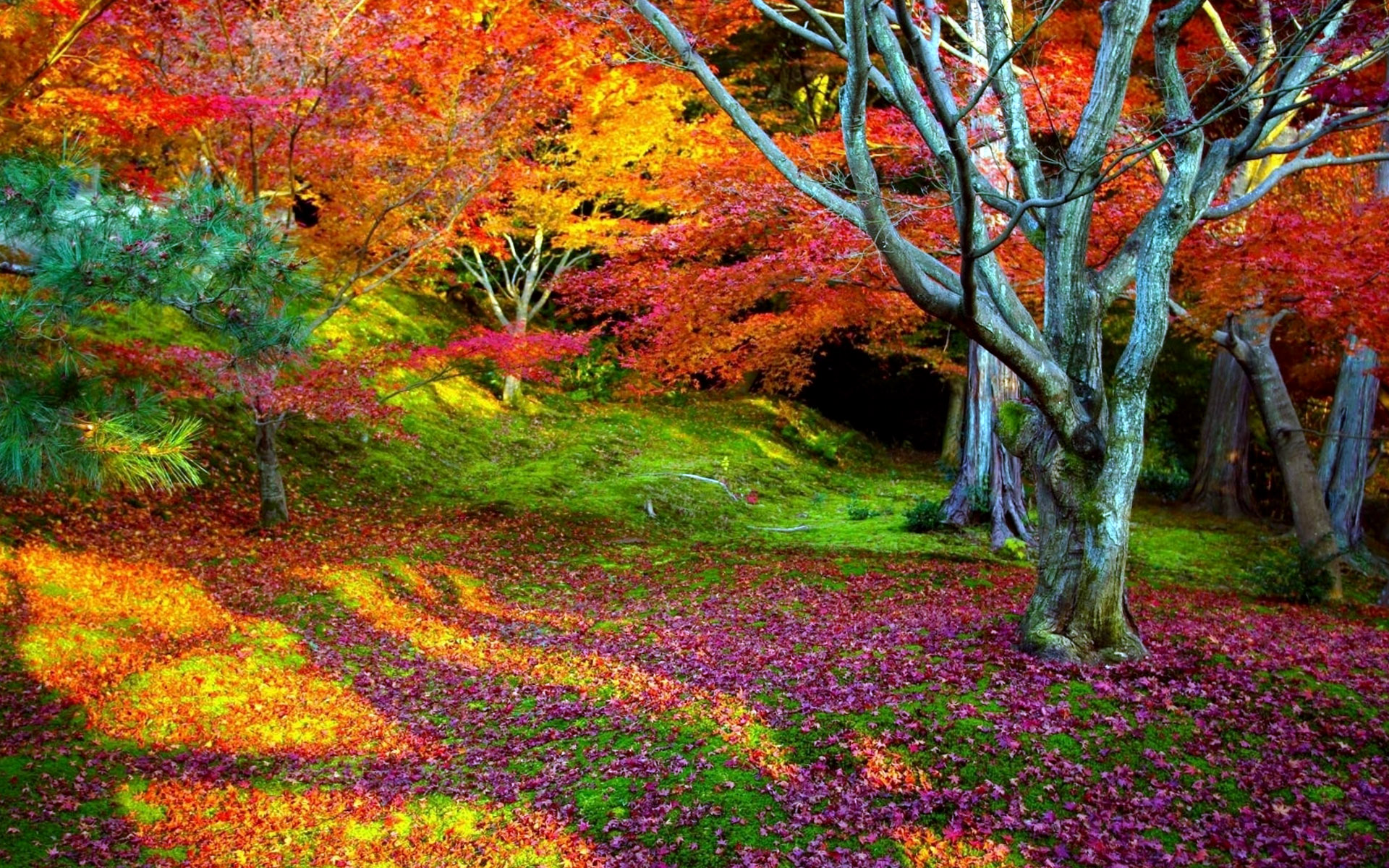 Colorful Nature Landscape Wallpapers