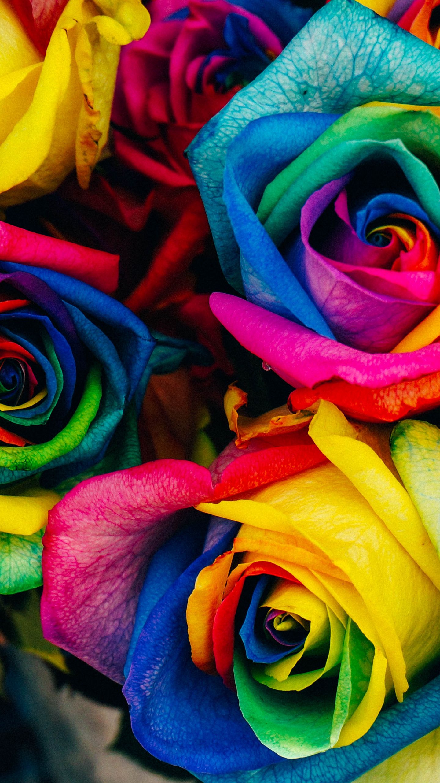 Colorful Rose Wallpapers