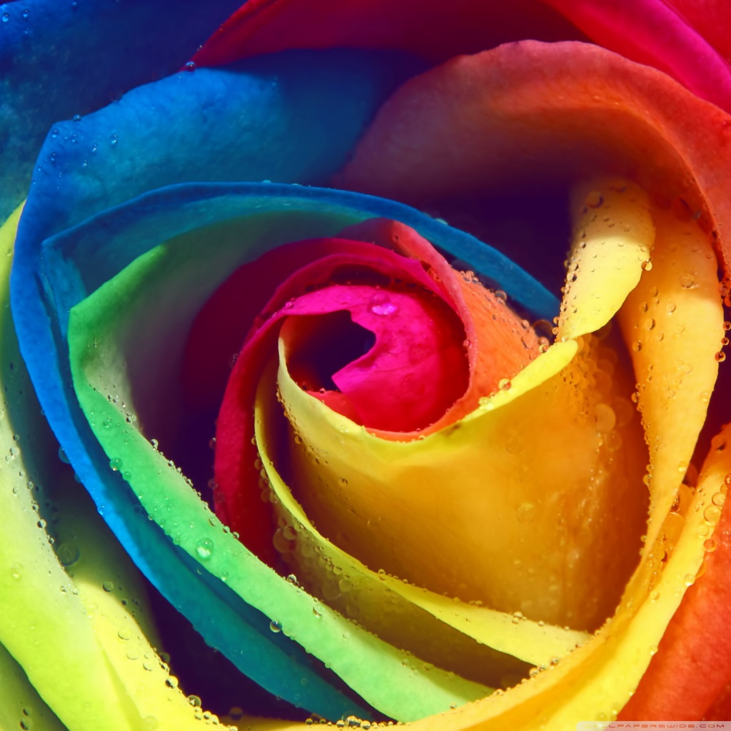 Colorful Rose Wallpapers