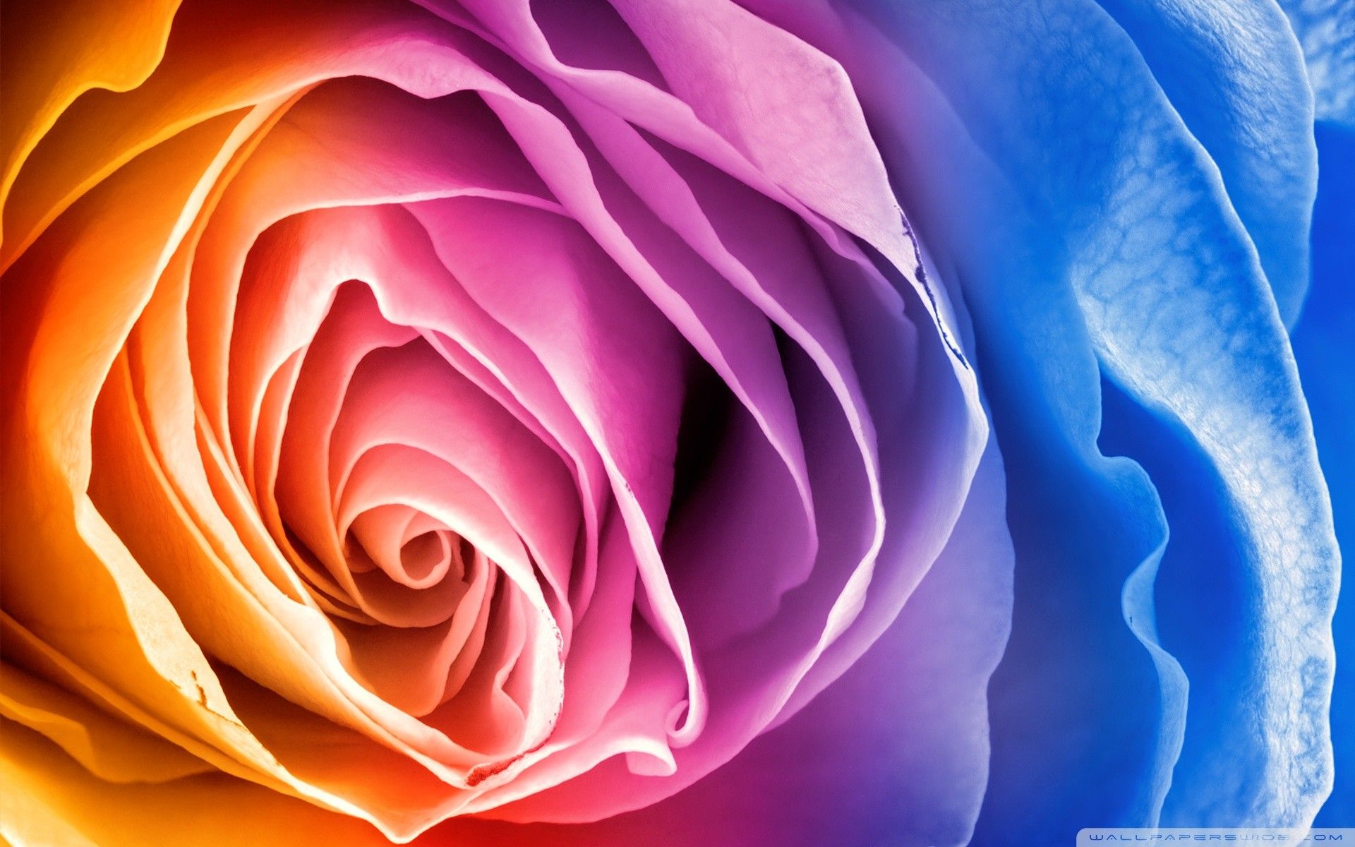 Colorful Rose Wallpapers