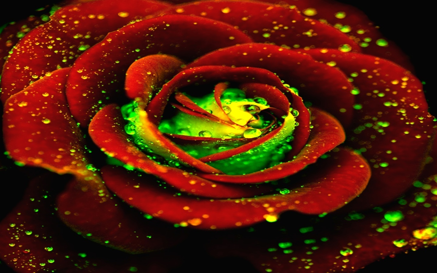 Colorful Rose Wallpapers