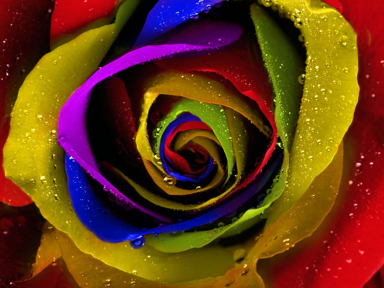 Colorful Rose Wallpapers