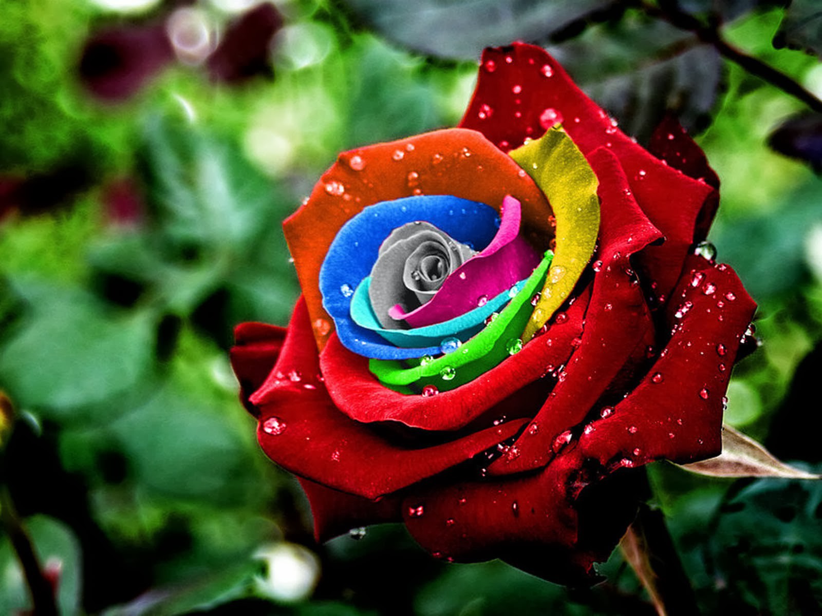 Colorful Rose Wallpapers