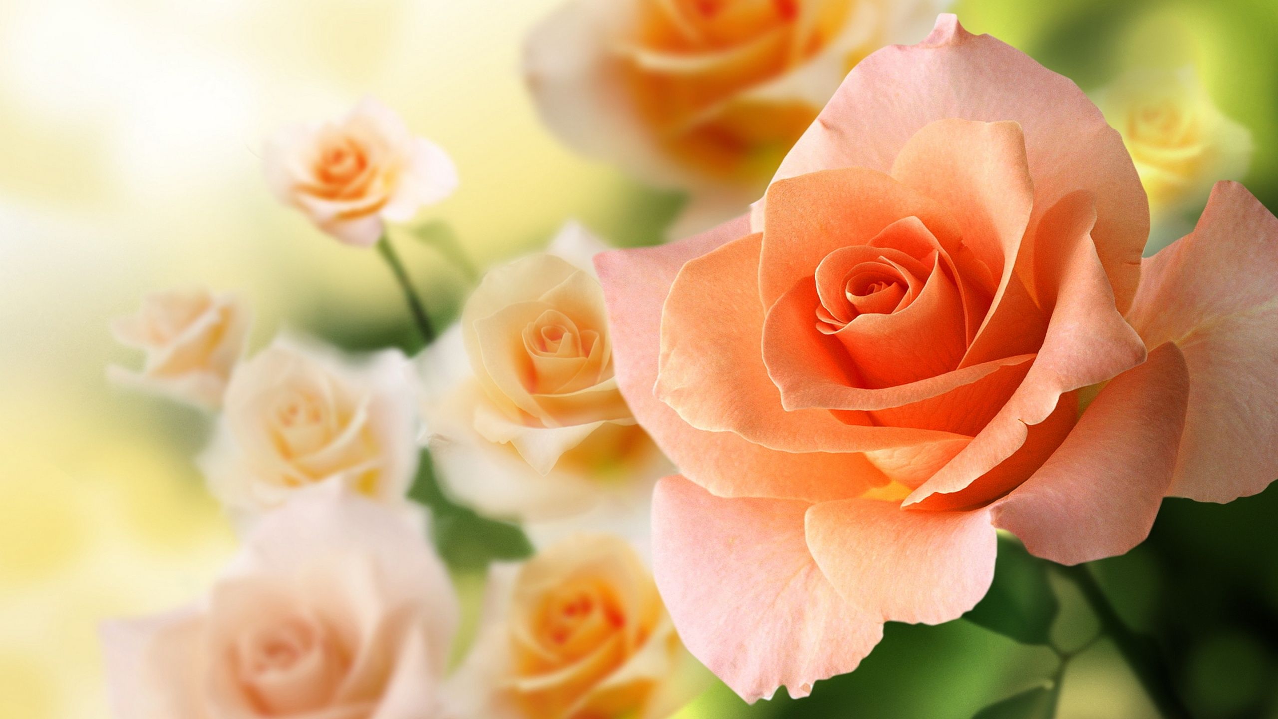 Colorful Rose Wallpapers