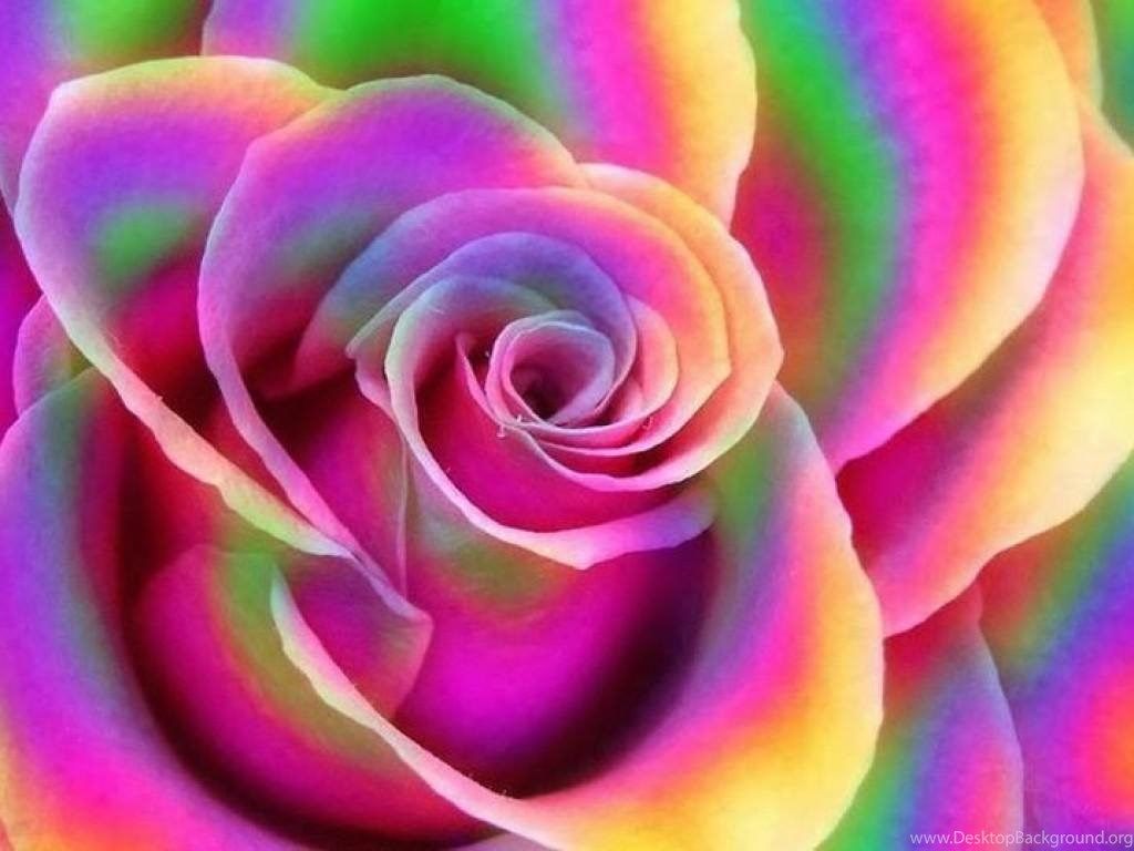 Colorful Roses Desktop Wallpapers