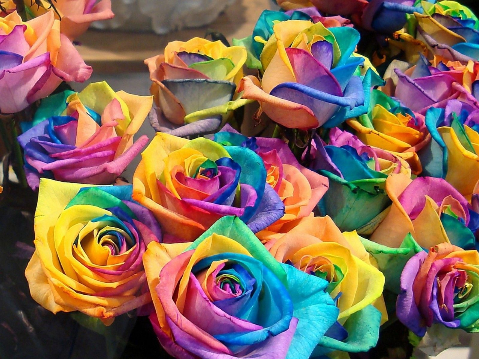 Colorful Roses Desktop Wallpapers