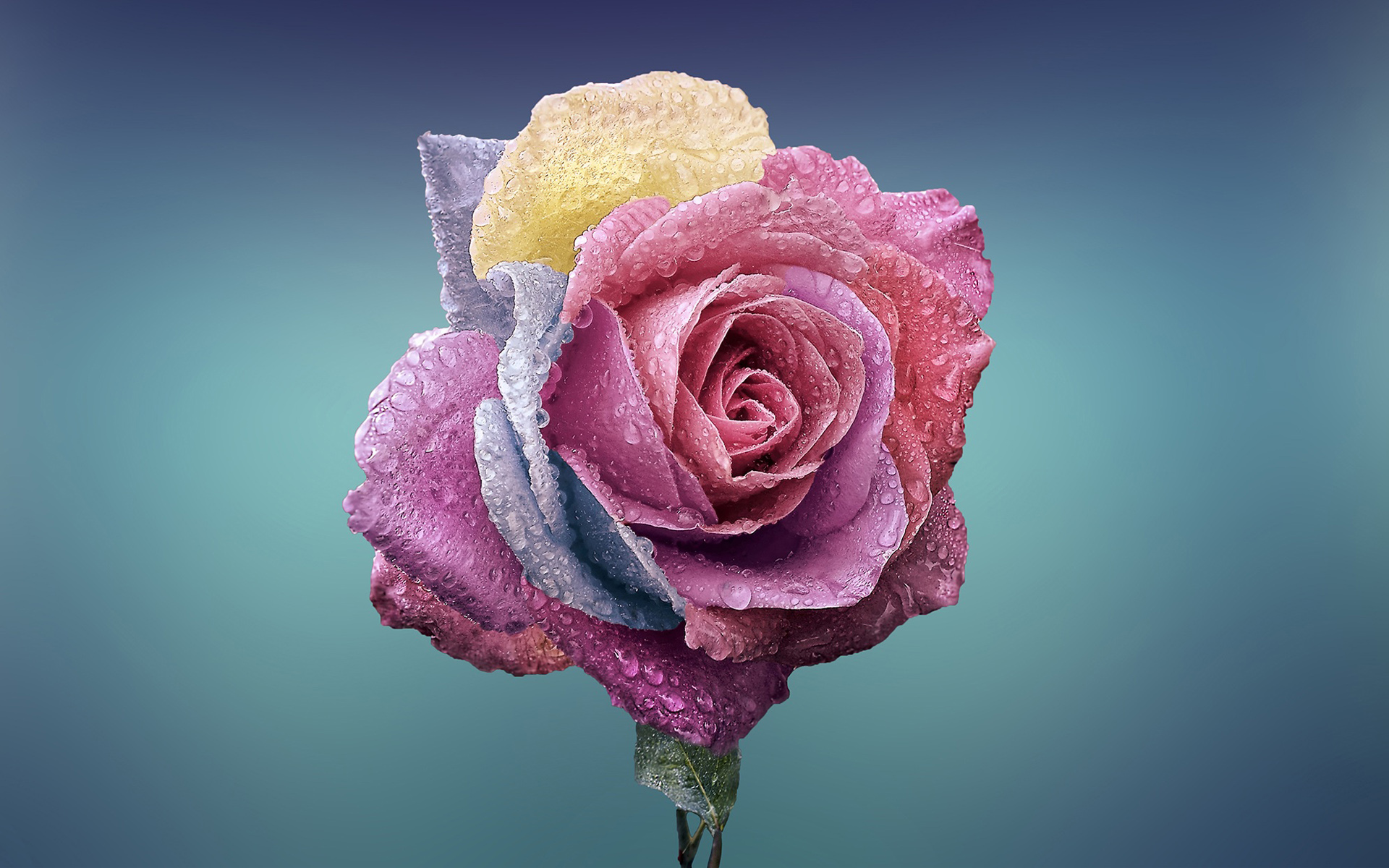 Colorful Roses Desktop Wallpapers