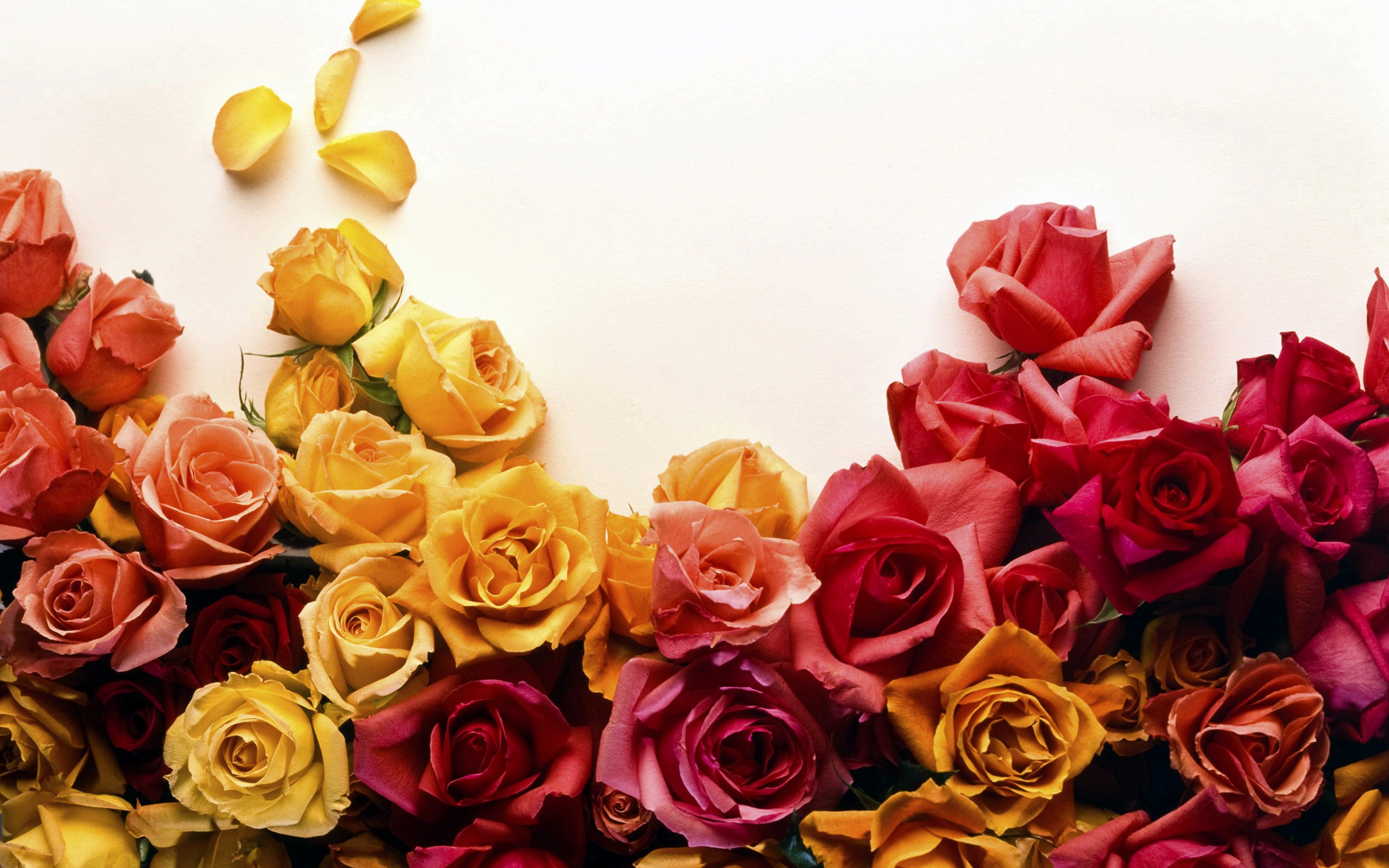 Colorful Roses Desktop Wallpapers