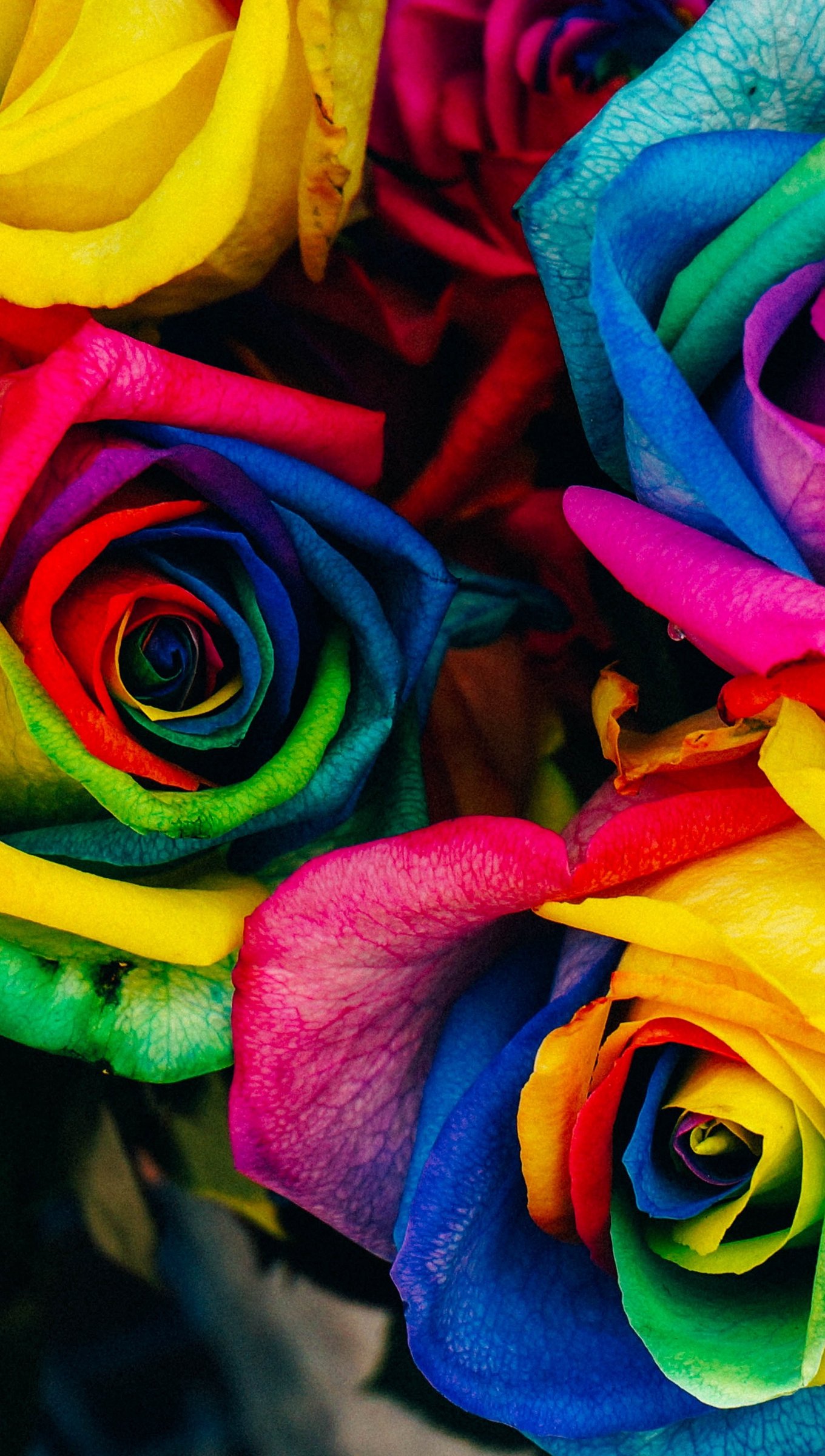 Colorful Roses Wallpapers