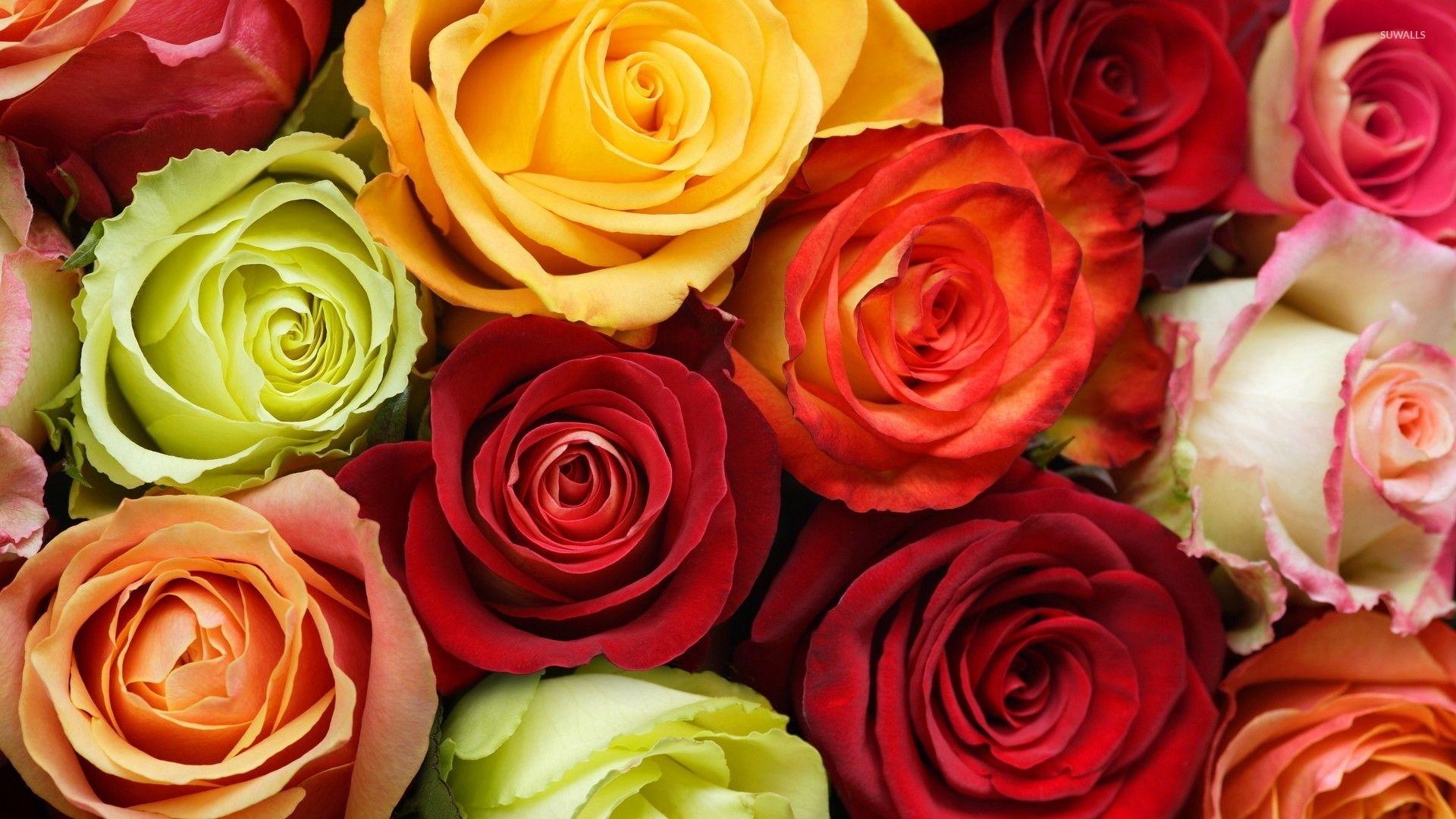 Colorful Roses Wallpapers