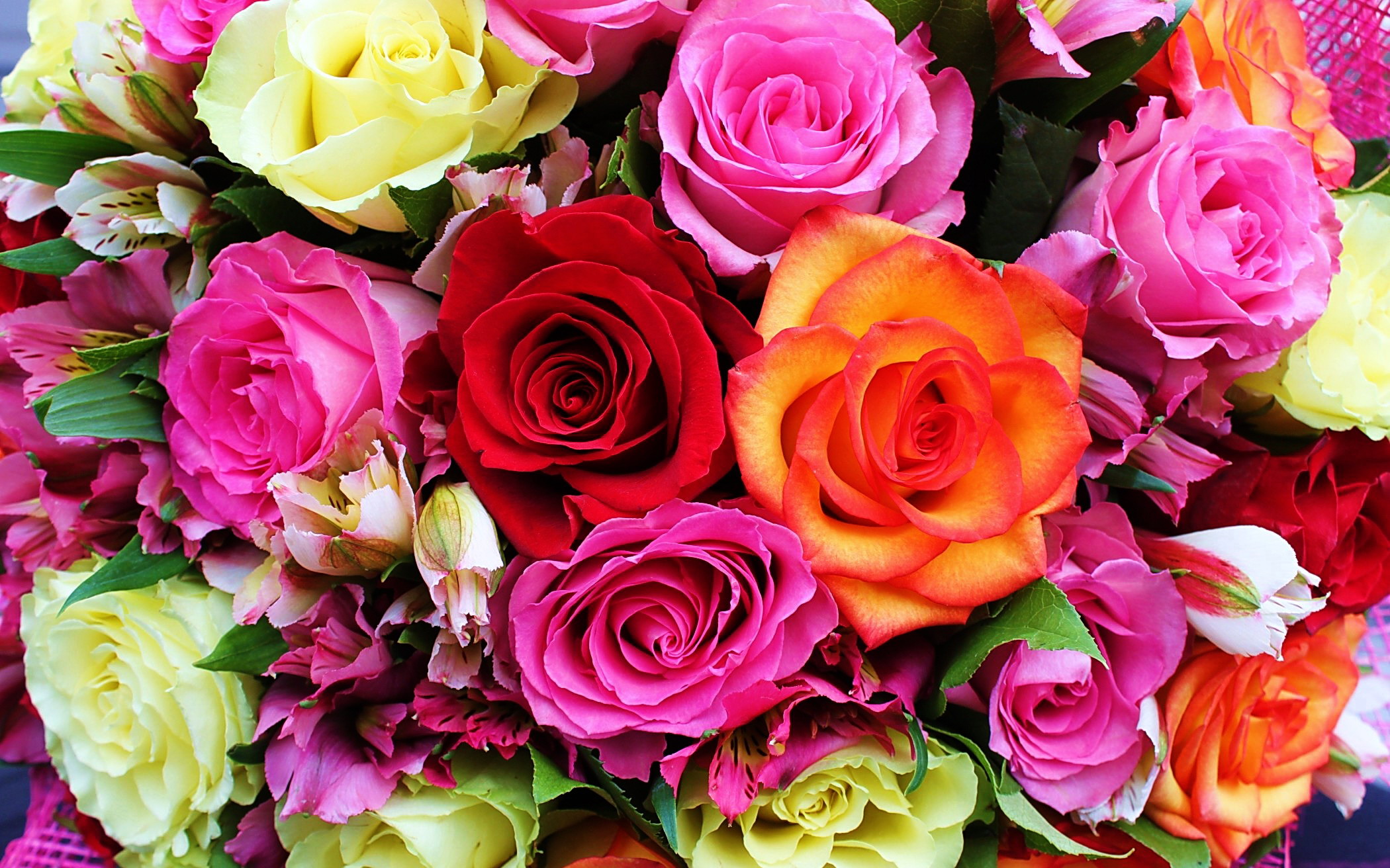 Colorful Roses Wallpapers