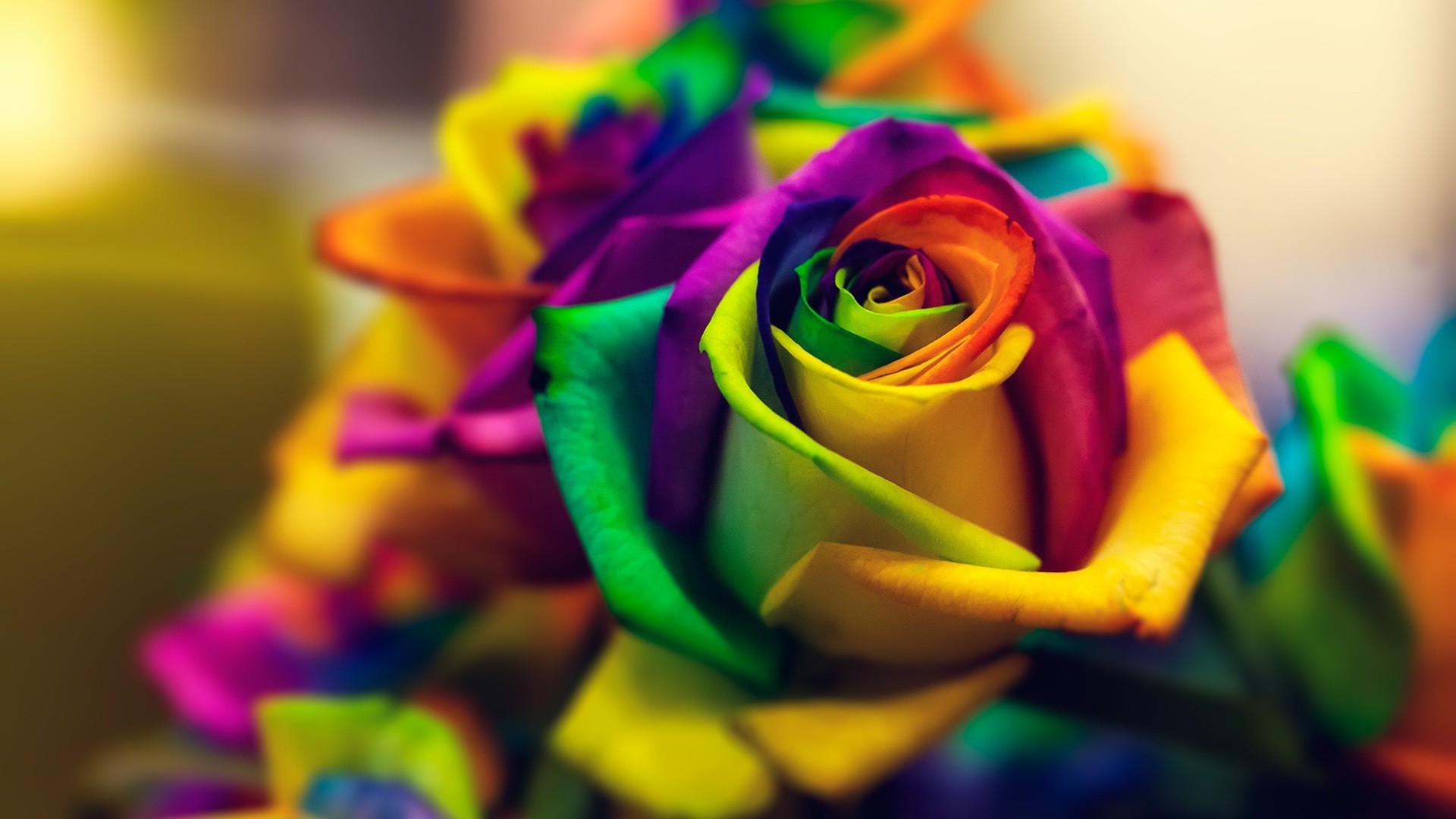 Colorful Roses Wallpapers