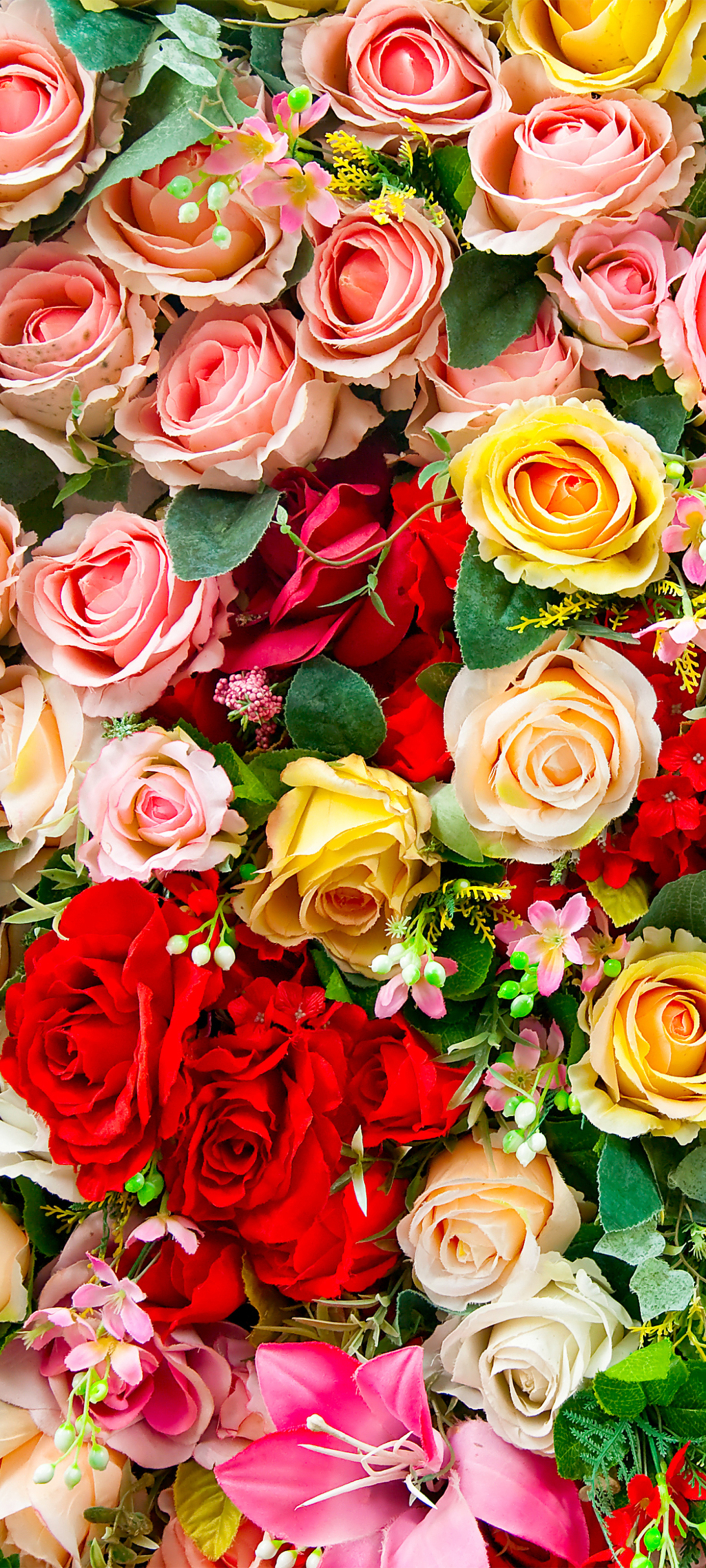 Colorful Roses Wallpapers