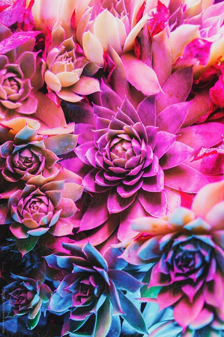 Colorful Succulent Wallpapers