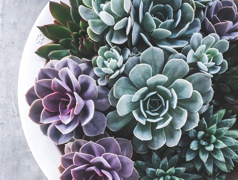 Colorful Succulent Wallpapers