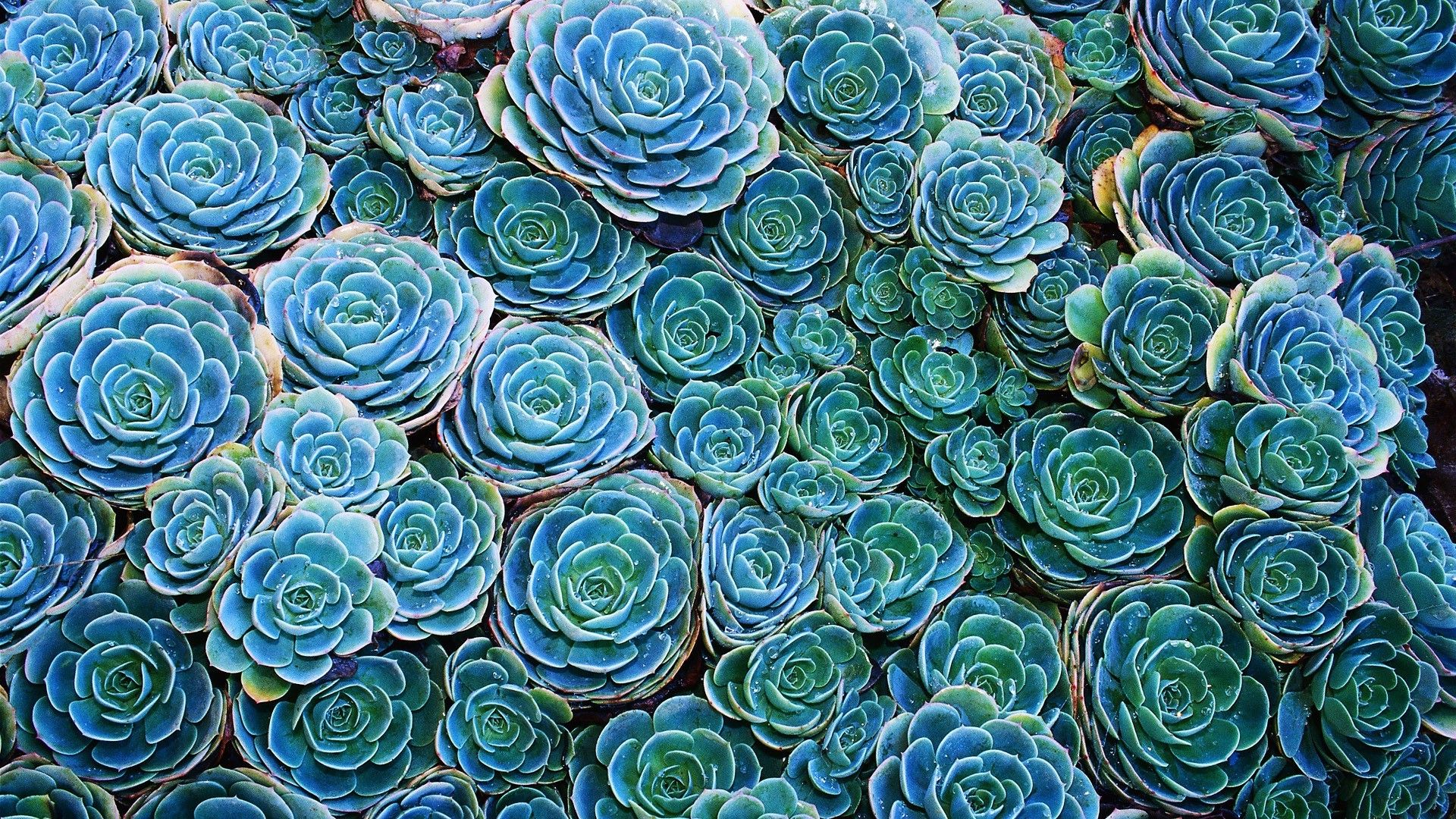 Colorful Succulent Wallpapers