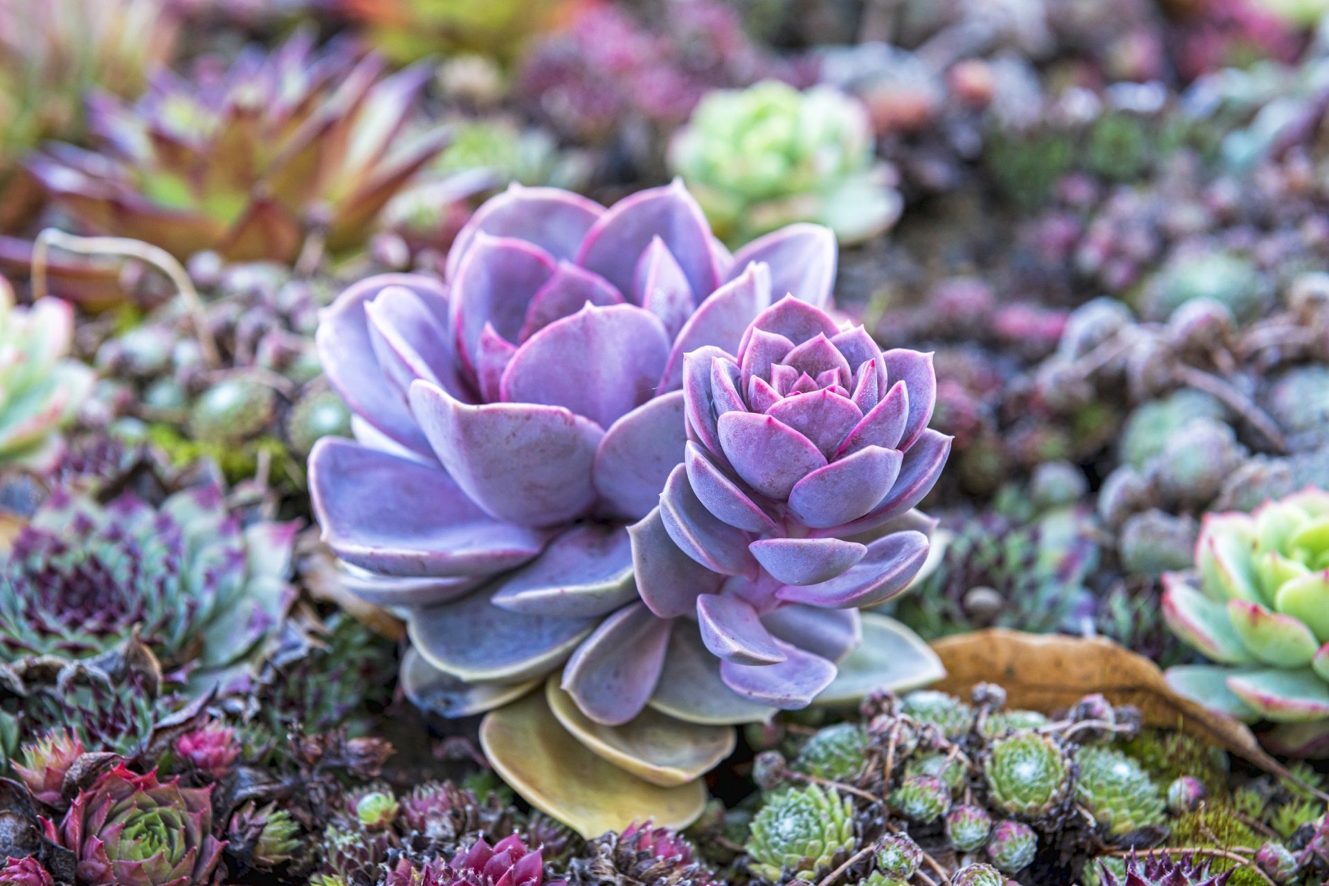 Colorful Succulent Wallpapers