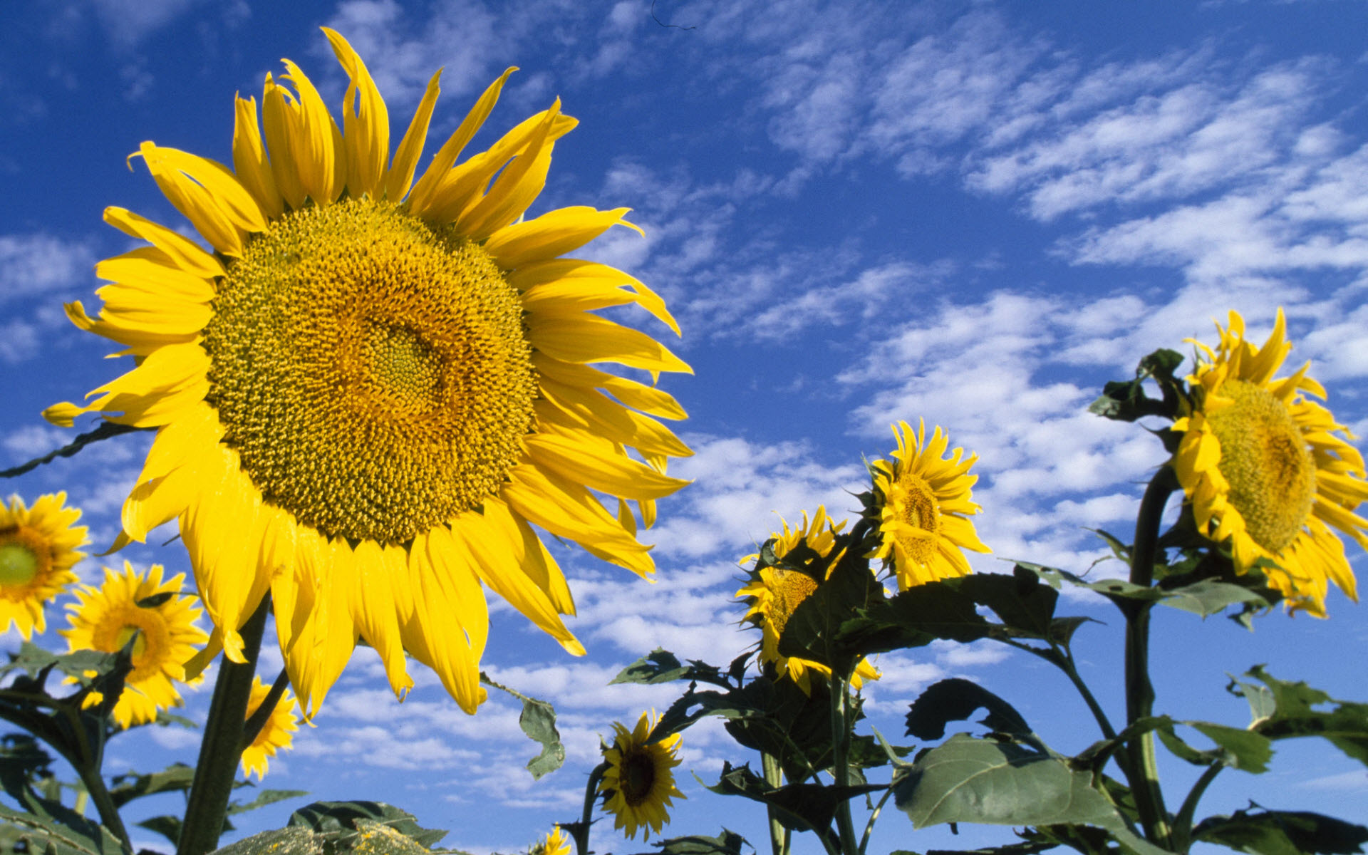 Colorful Sunflower Wallpapers