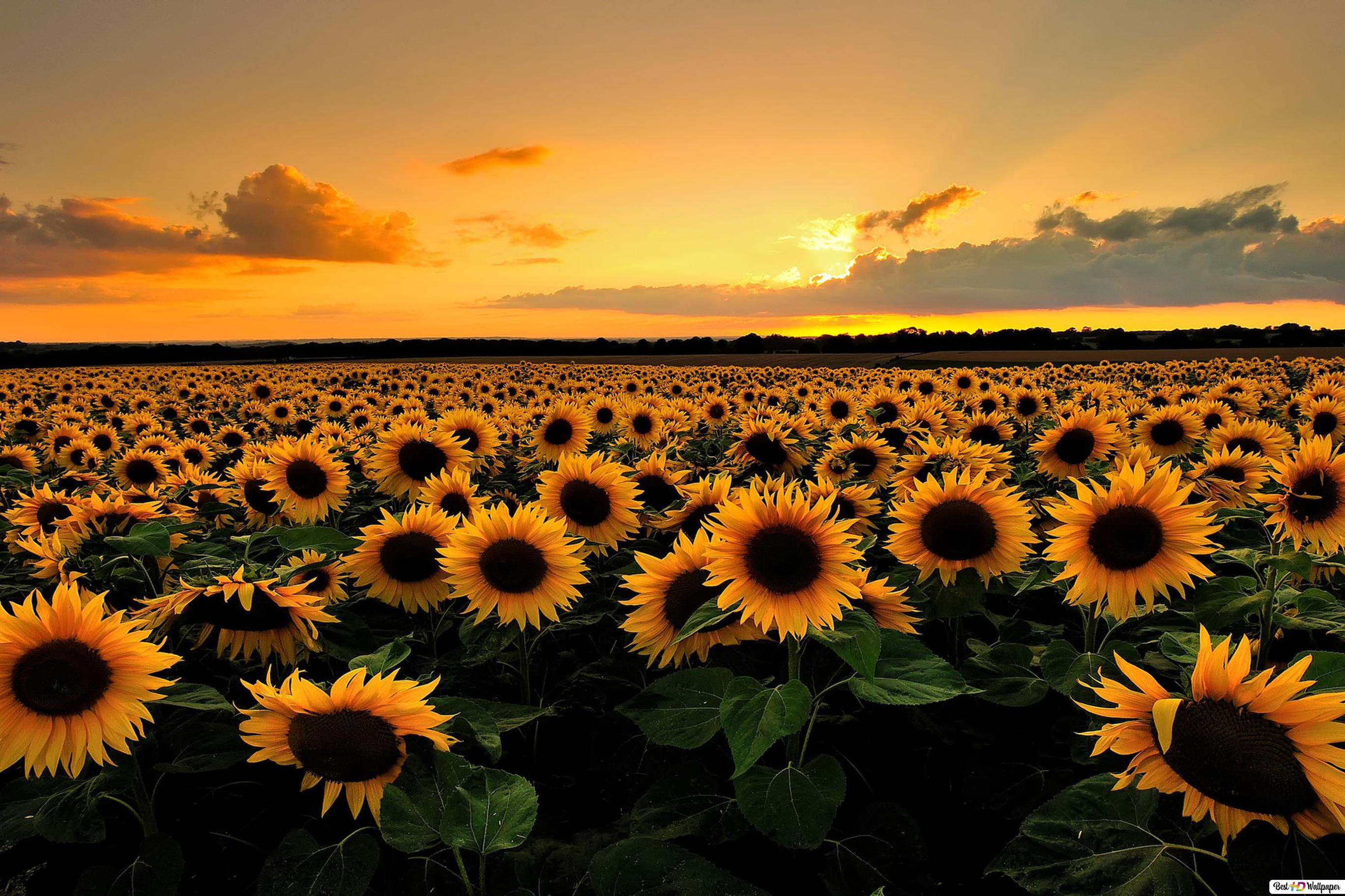 Colorful Sunflower Wallpapers