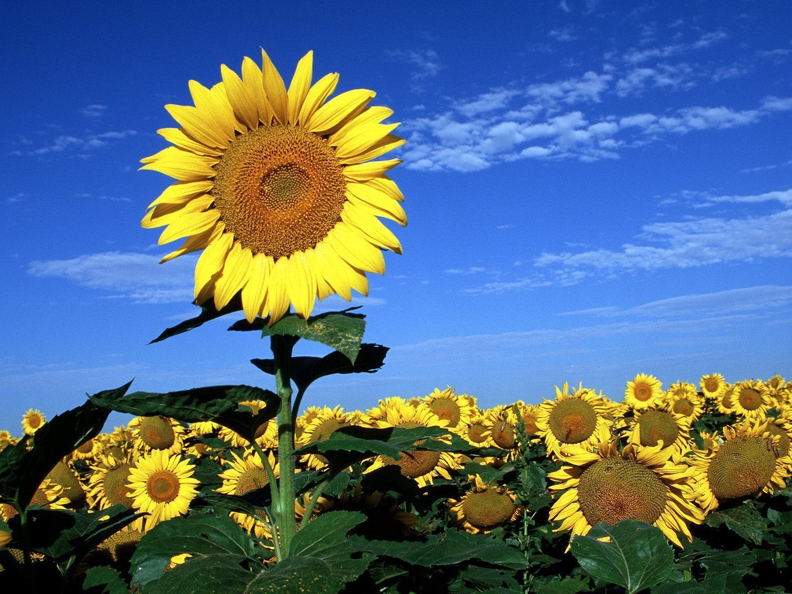 Colorful Sunflower Wallpapers