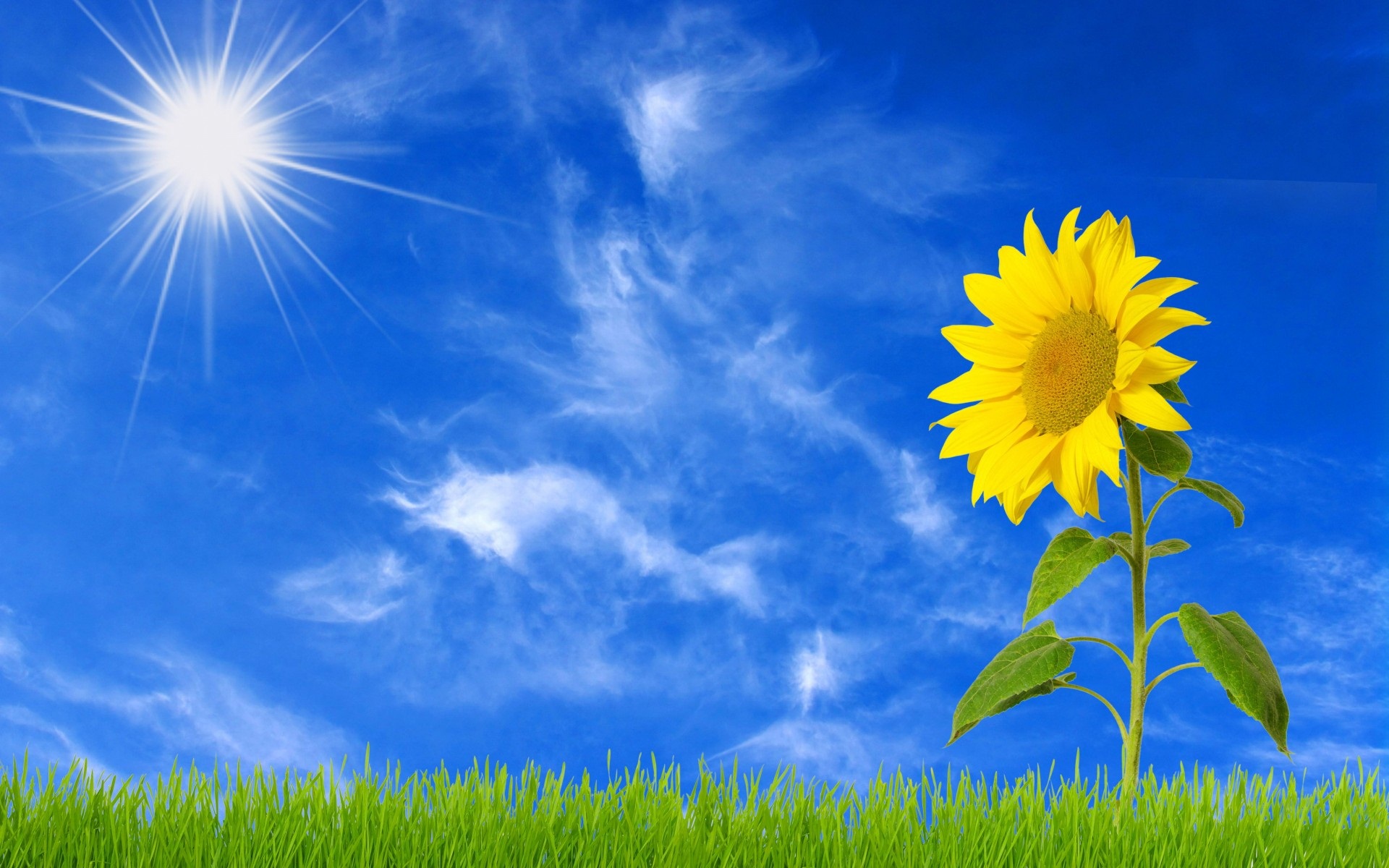 Colorful Sunflower Wallpapers