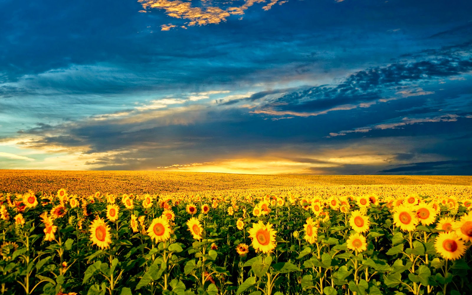 Colorful Sunflower Wallpapers