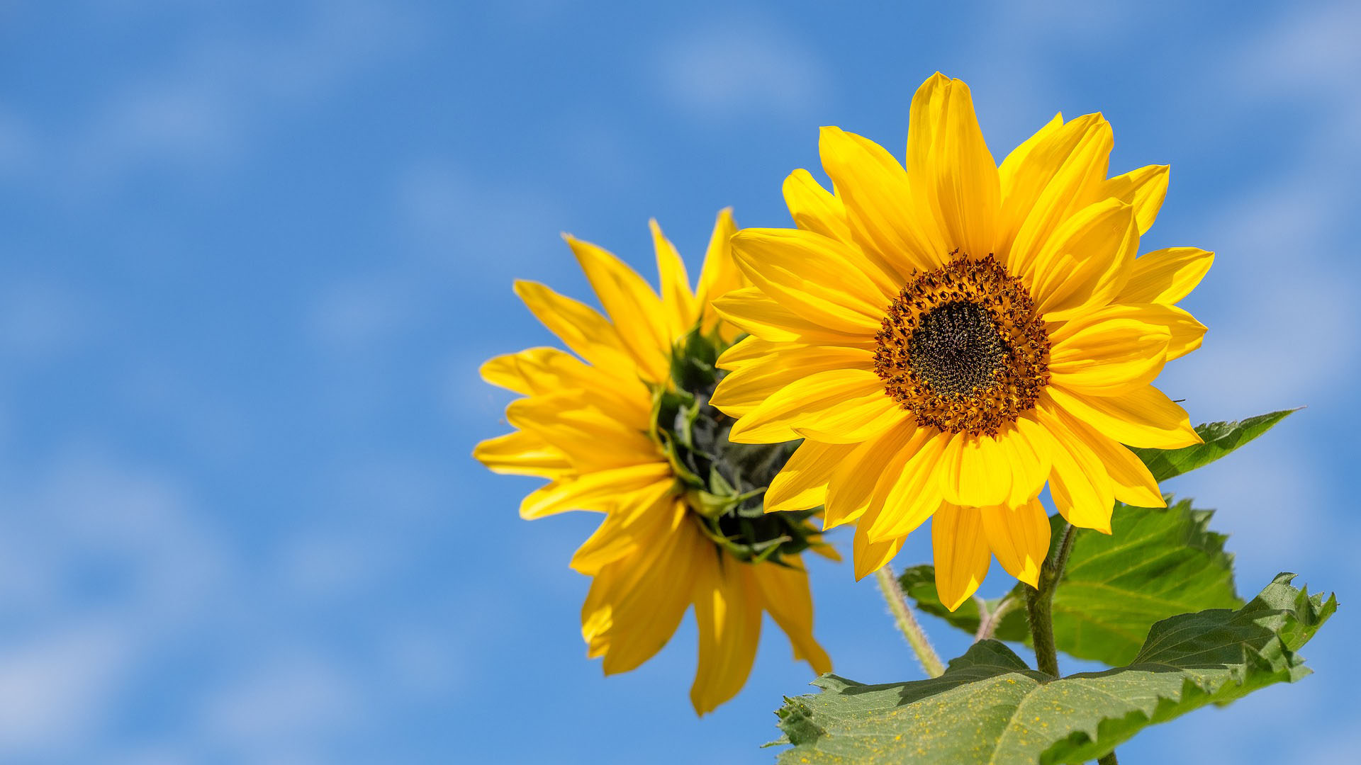 Colorful Sunflower Wallpapers