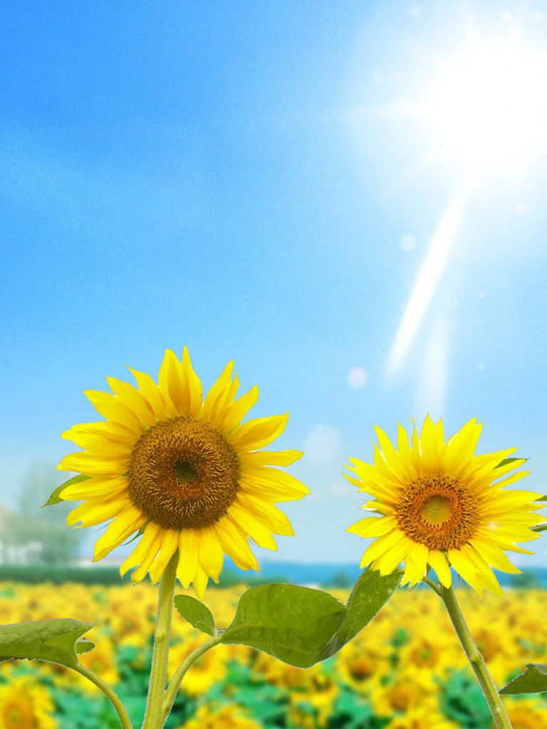 Colorful Sunflower Wallpapers