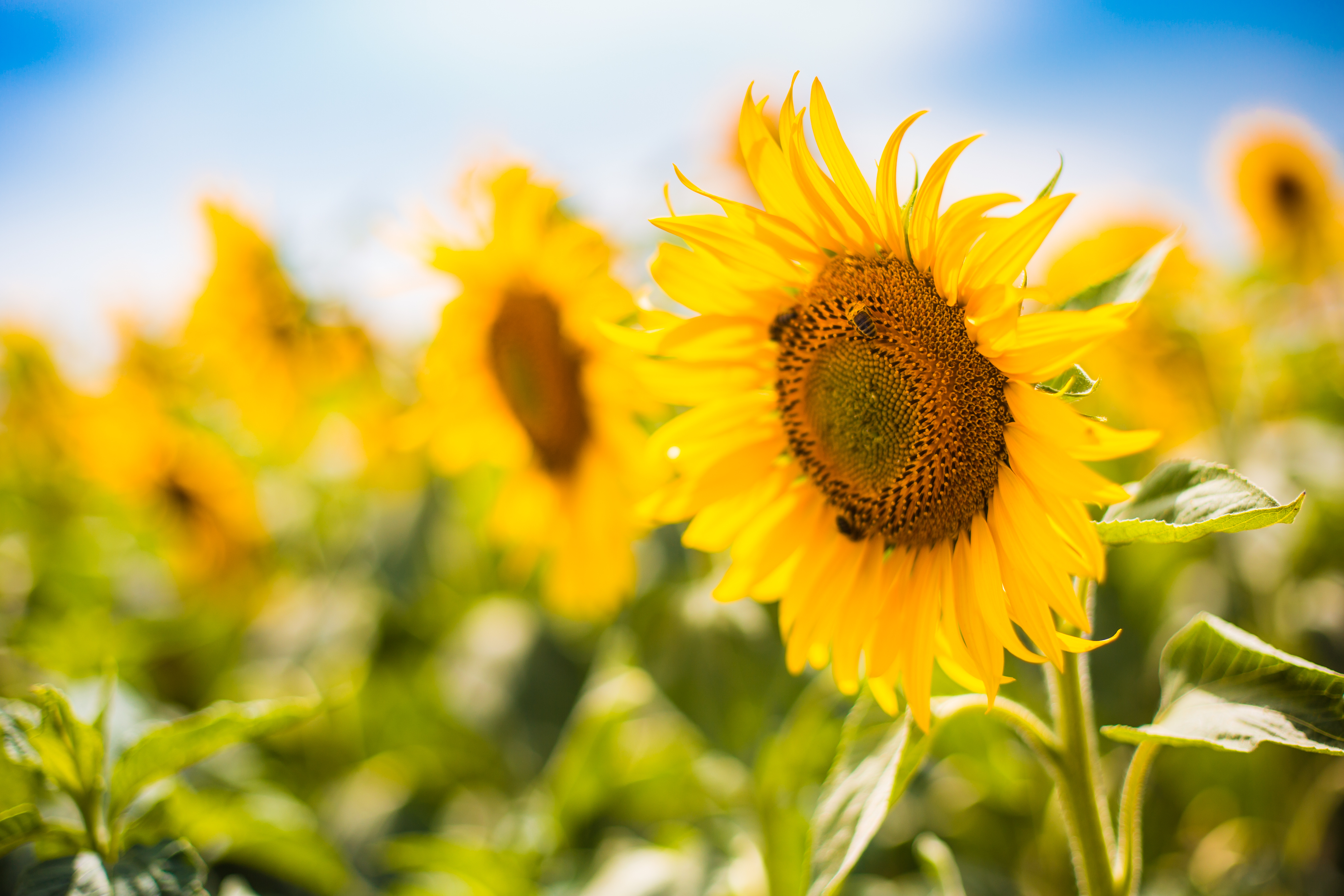 Colorful Sunflower Wallpapers