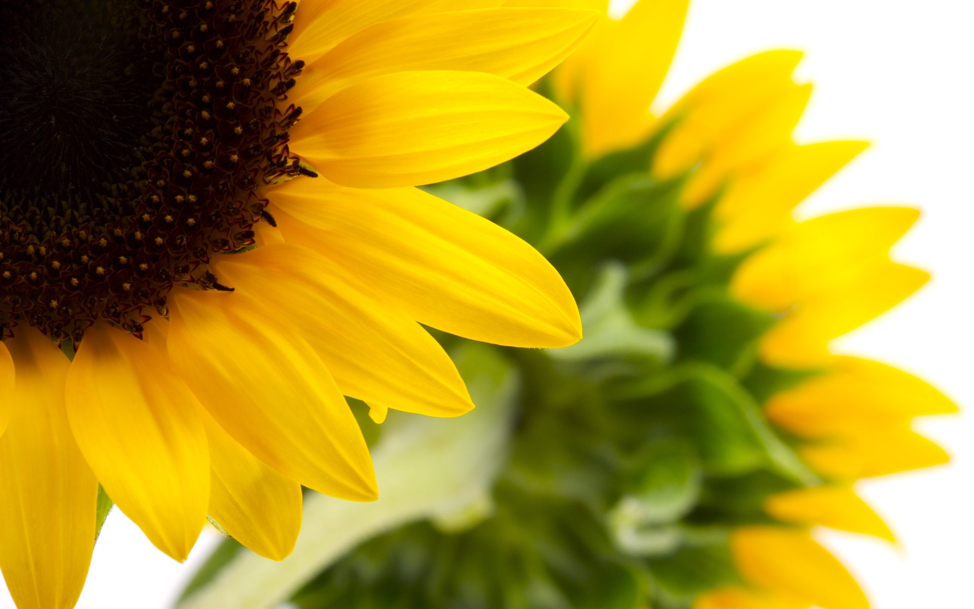 Colorful Sunflower Wallpapers