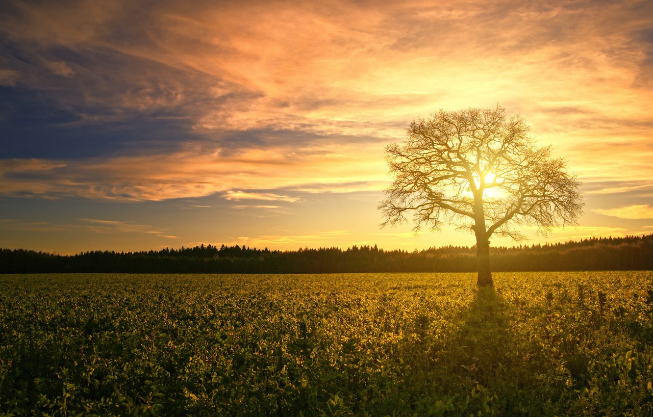 Colorful Sunset At Lonely Field Wallpapers