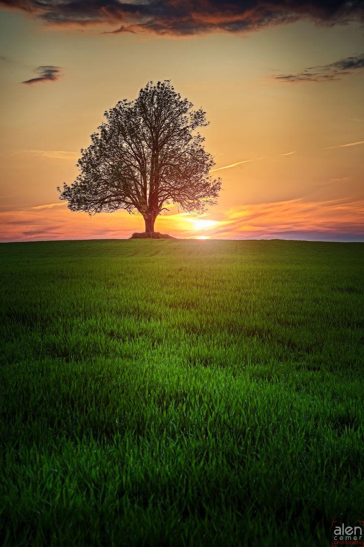 Colorful Sunset At Lonely Field Wallpapers