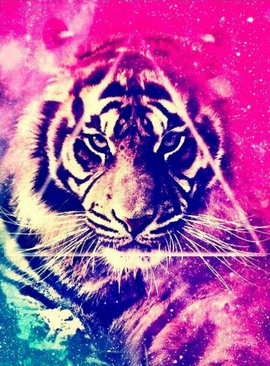 Colorful Tiger Wallpapers