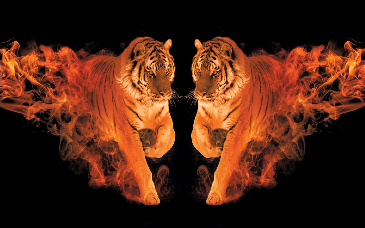 Colorful Tiger Wallpapers